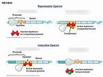How Do Inducible Operons Work?