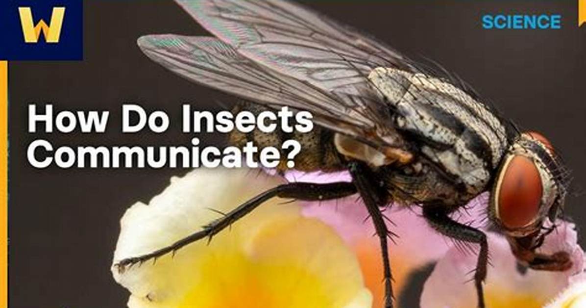 How Do Insects Communicate