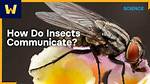 How Do Insects Communicate