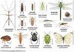 How Do Insects Look