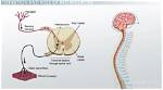 How Do Interneurons Do?