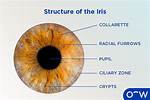 How Do Iris Muscles Work