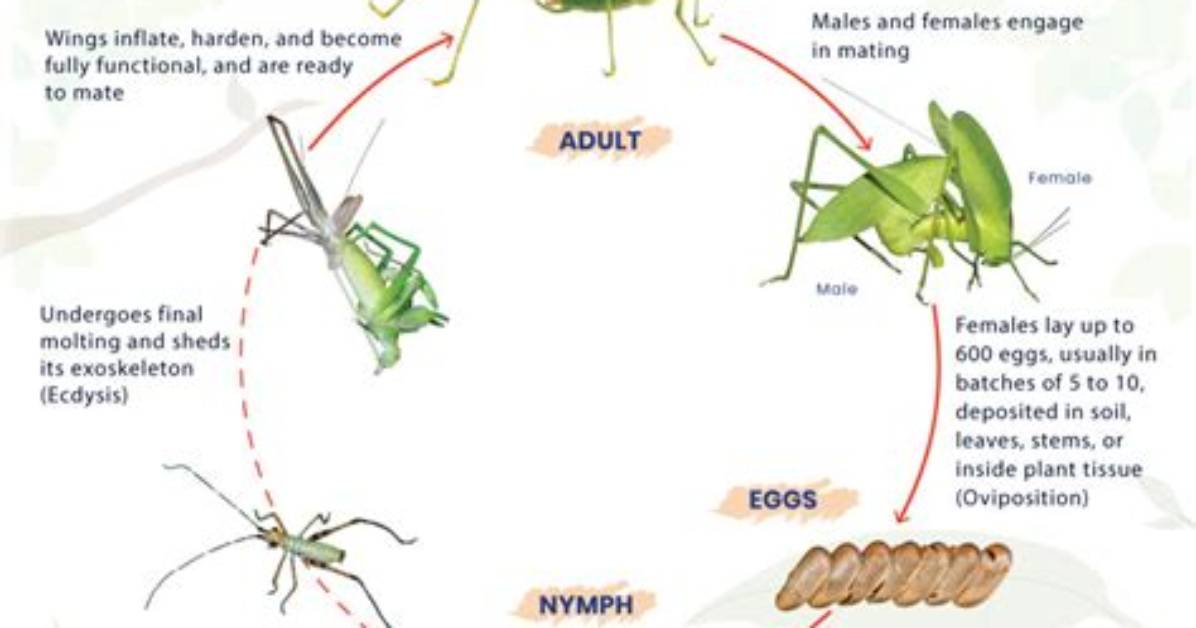 How Do Katydids Lay Eggs