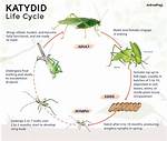 How Do Katydids Lay Eggs