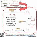 How Do Ketones Work?