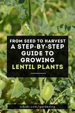 How Do Lentils Grow
