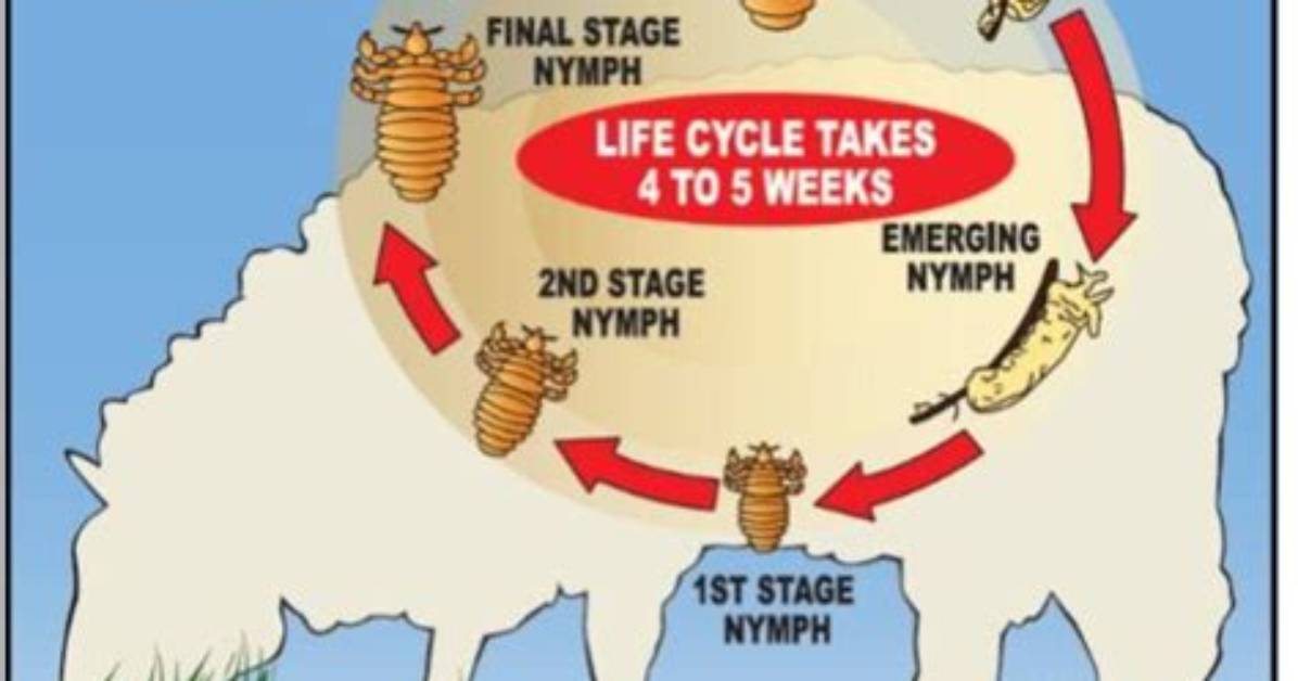 How Do Lice Affect Sheep?
