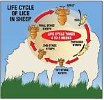 How Do Lice Affect Sheep?