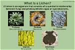 How Do Lichens Form