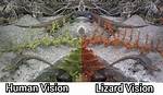 How Do Lizards See?
