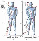 How Do Magnetic Fields Affect the Human Body