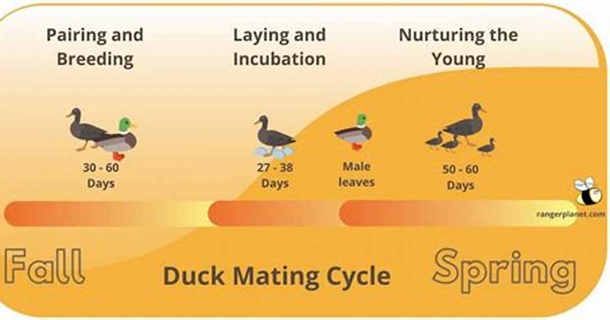How Do Mallards Mate?