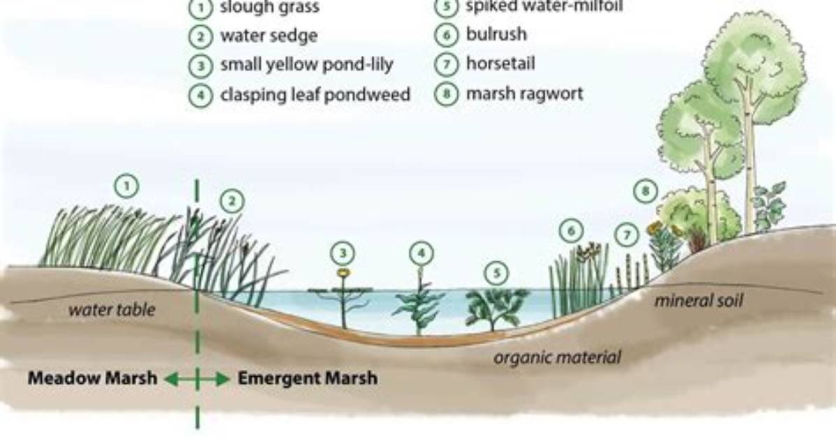 How Do Marshlands Form?