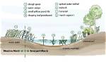 How Do Marshlands Form?