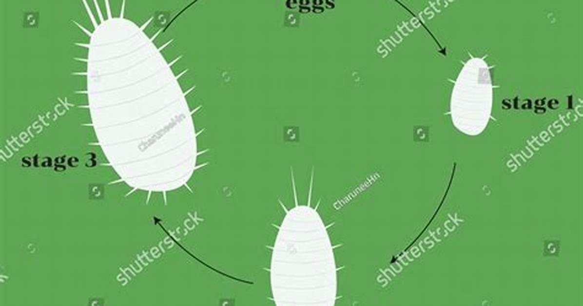 How Do Mealy Bugs Start?
