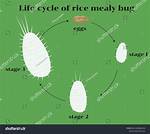 How Do Mealy Bugs Start?