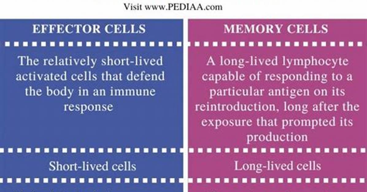 How Do Memory Cells Differ from Effector Cells