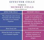 How Do Memory Cells Differ from Effector Cells