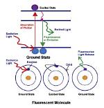 How Do Molecules Fluoresce?