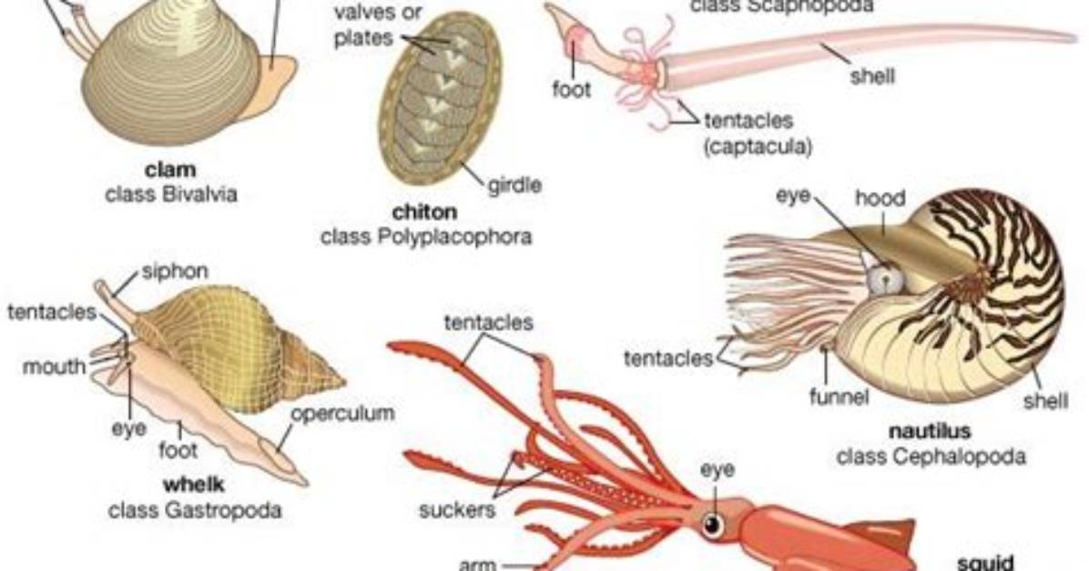 How Do Molluscs Move?