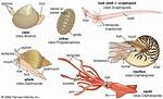 How Do Molluscs Move?
