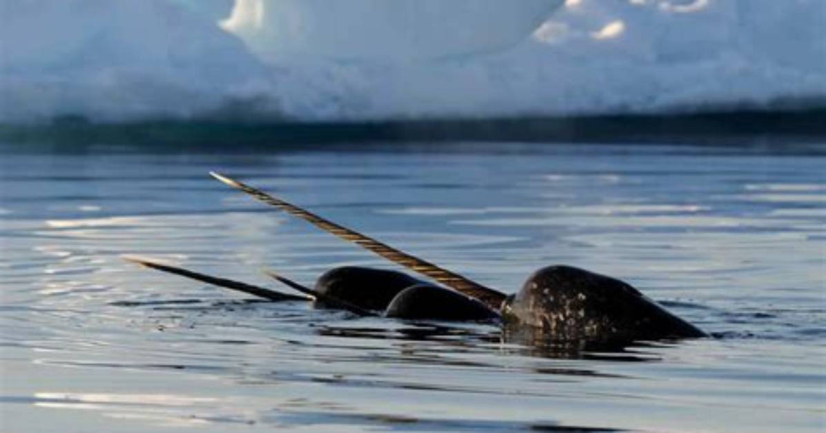 How Do Narwhals Move?