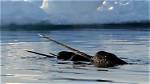 How Do Narwhals Move?