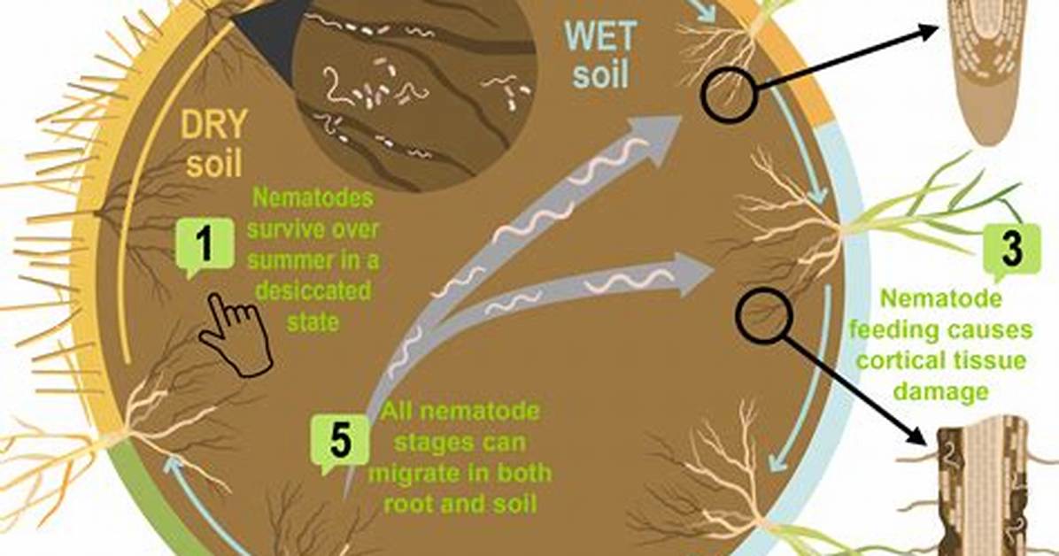 How Do Nematodes Affect Soil