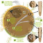 How Do Nematodes Affect Soil