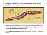 How Do Nematodes Move?