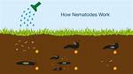 How Do Nematodes Work