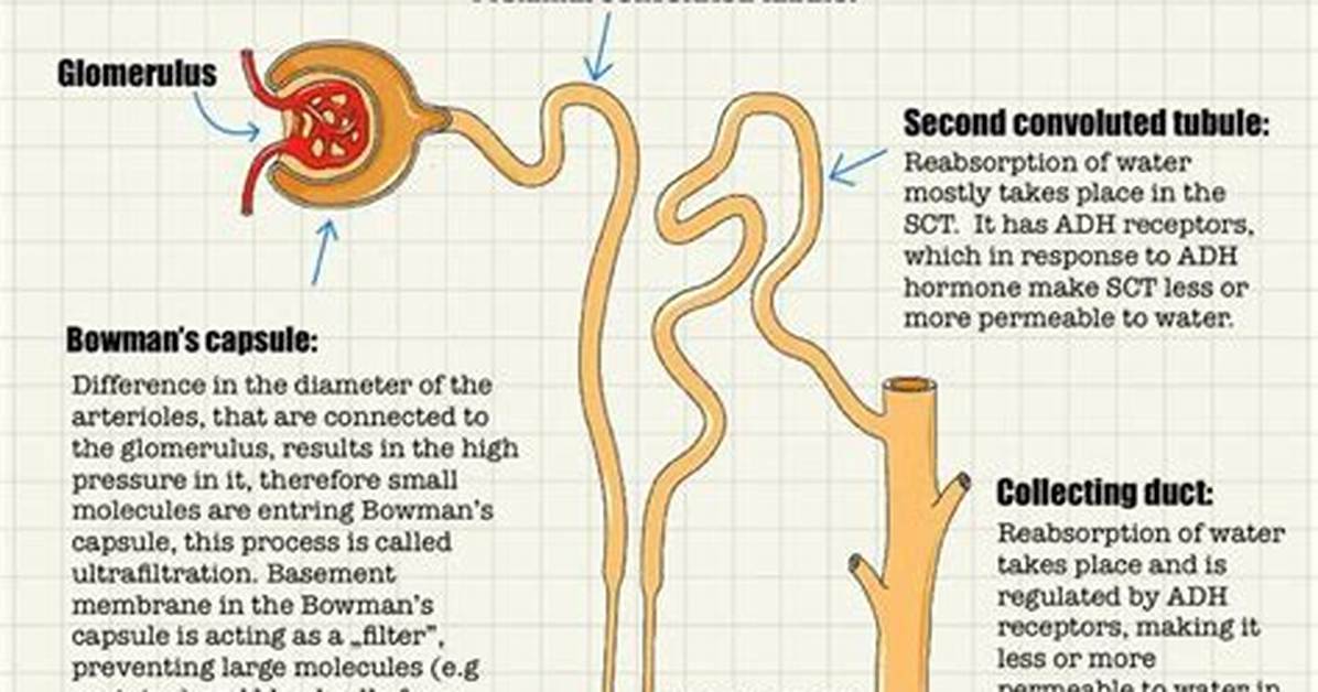 How Do Nephrons Work