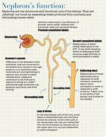 How Do Nephrons Work