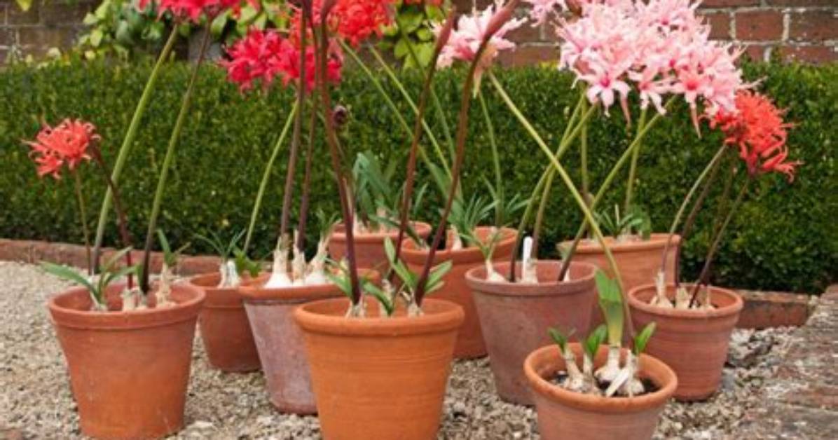 How Do Nerines Grow?