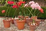 How Do Nerines Grow?