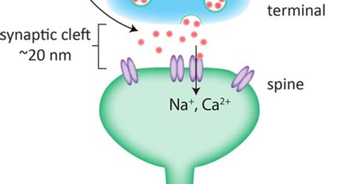 How Do Neurons Work Simple