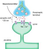 How Do Neurons Work Simple