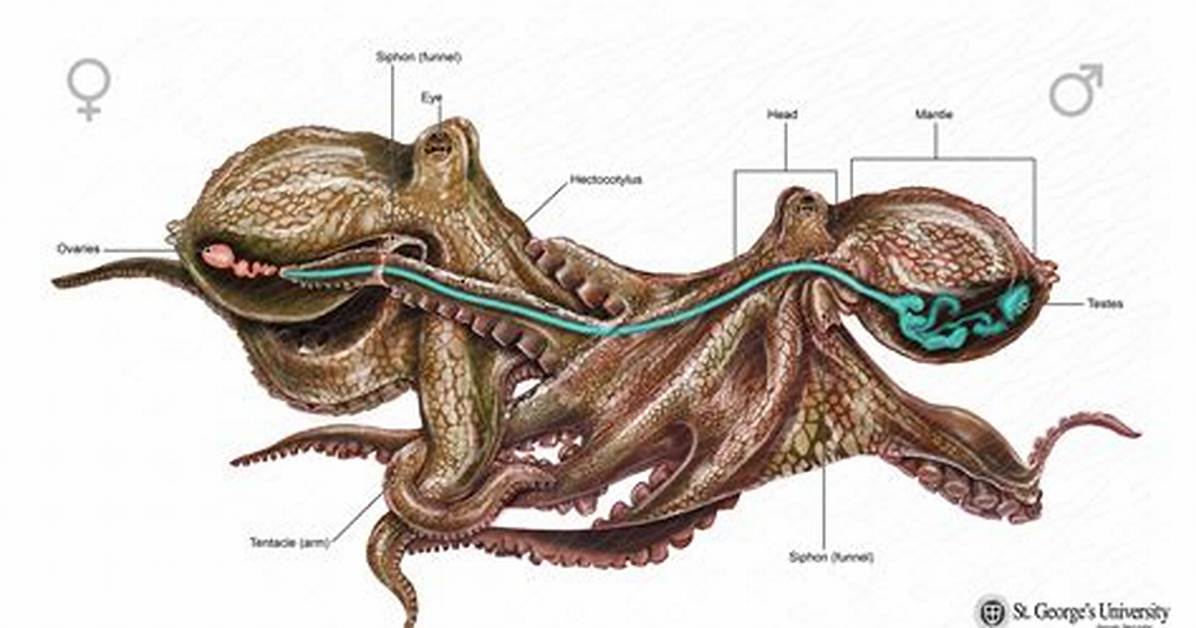 How Do Octopus Mate