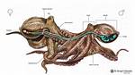 How Do Octopus Mate
