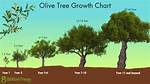 How Do Olive Trees Grow