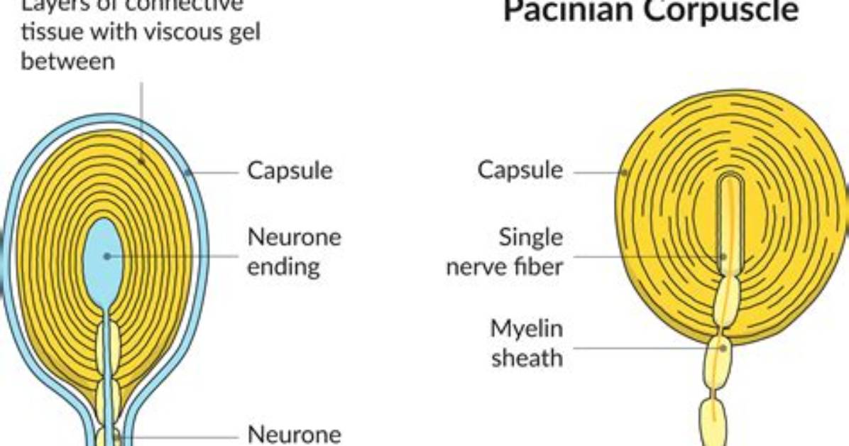 How Do Pacinian Corpuscles Work?