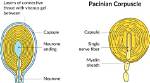 How Do Pacinian Corpuscles Work?
