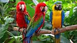 How Do Parrots Look