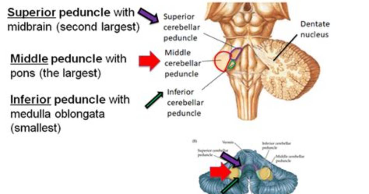 How Do Peduncles Work?