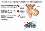 How Do Peduncles Work?
