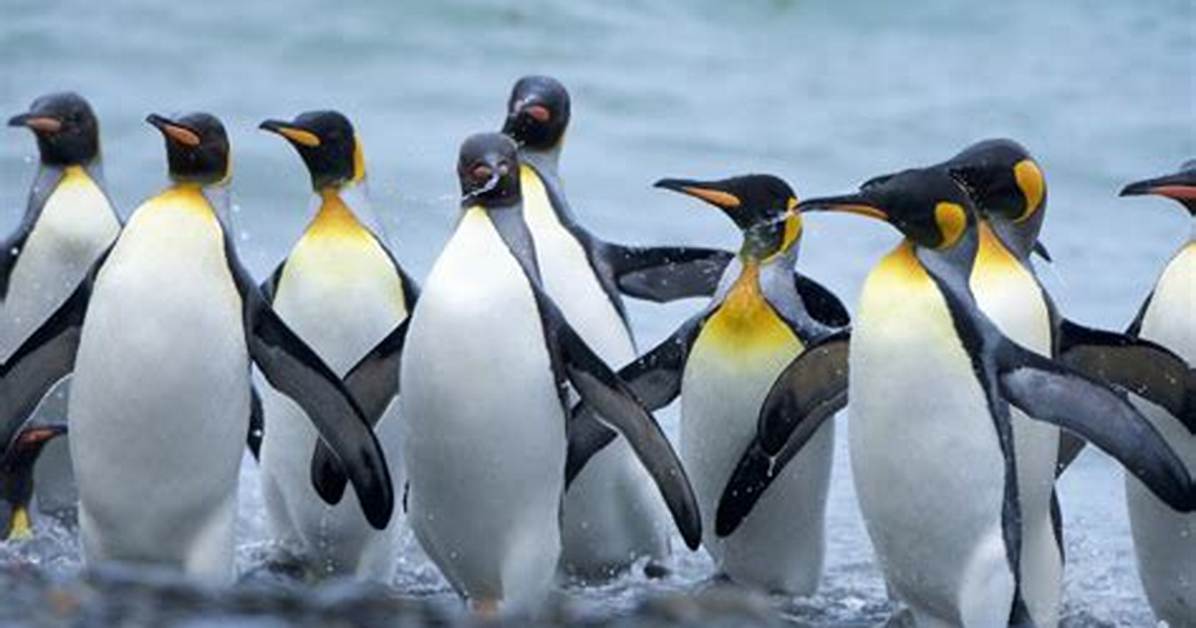 How Do Penguins Move?