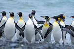 How Do Penguins Move?
