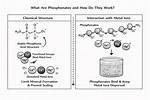 How Do Phosphonates Work?