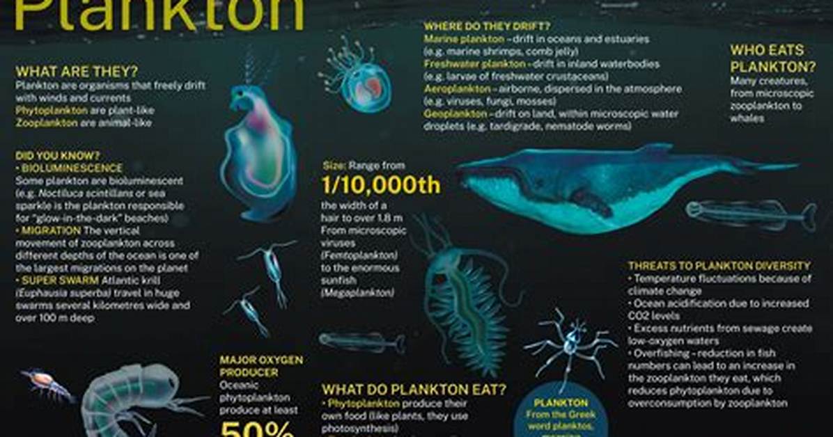 How Do Planktons Eat?