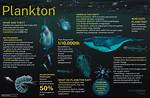 How Do Planktons Eat?